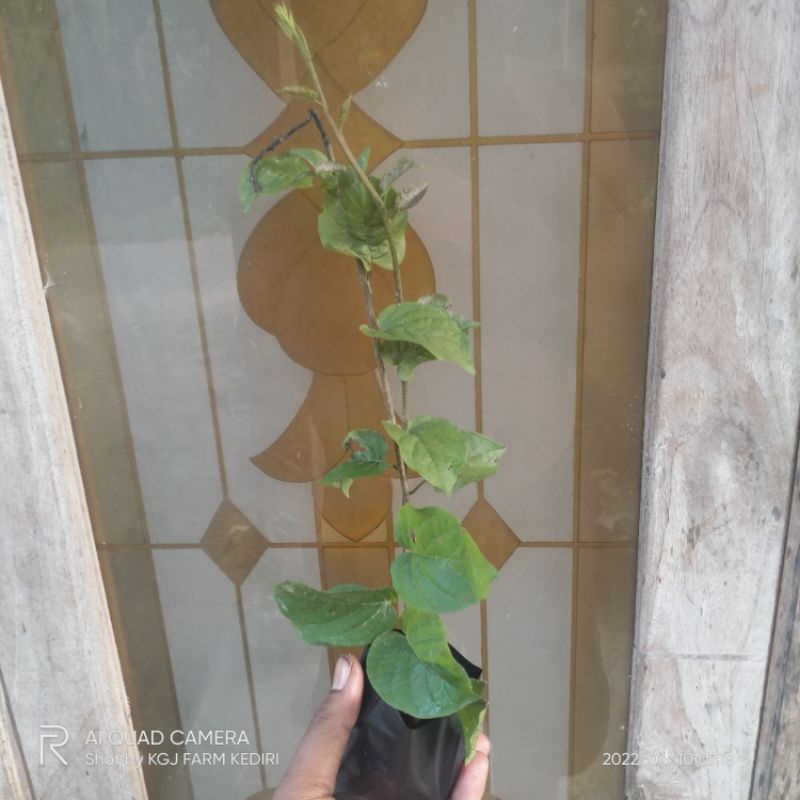 Bibit Bunga Porana Volubilis Tanaman Hias Merambat Kesukaan Lebah Apis Dan Trigona