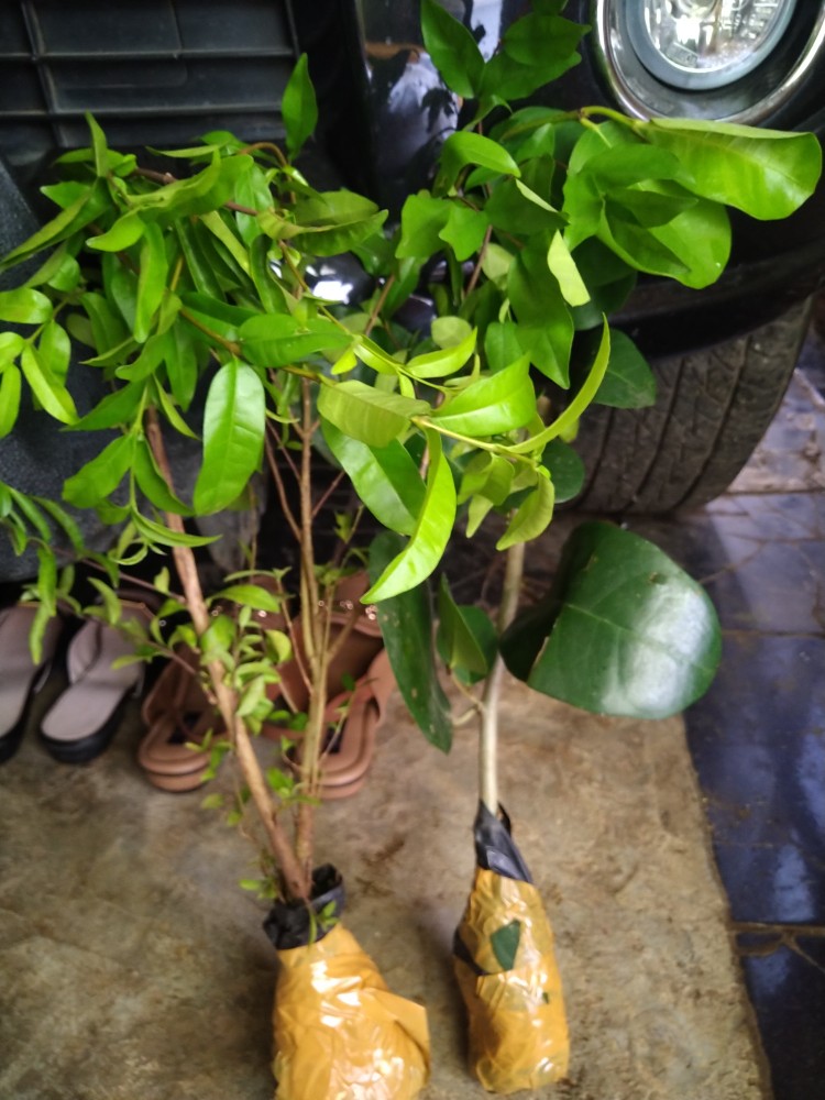 Bahan Bonsai Amplas Taiwan Import