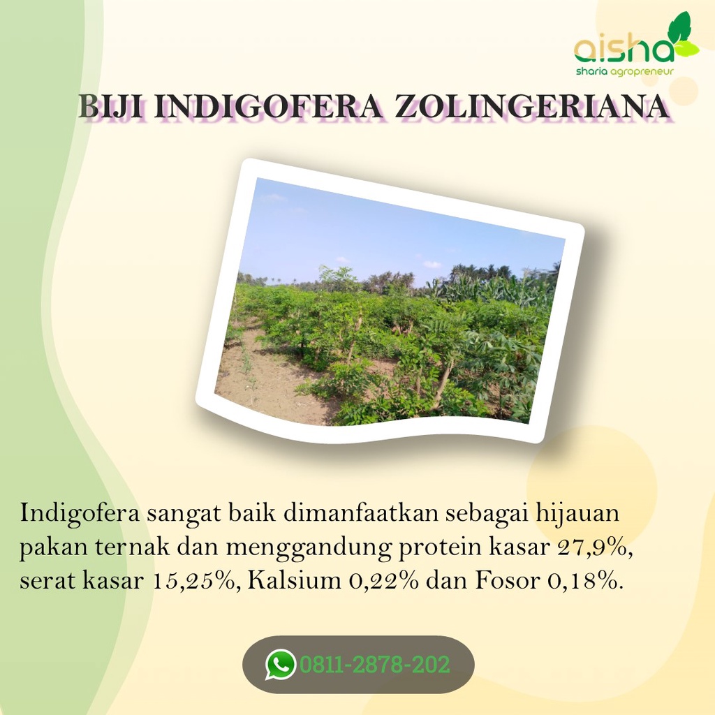 TERBAIK indigofera sp indigofera murah indigofera kelinci indigofera zollingeriana indigofera pakan 