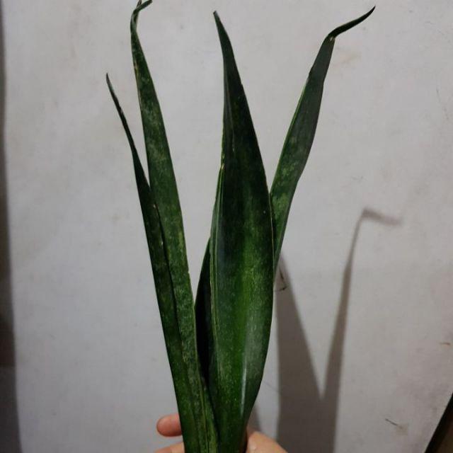 Tanaman Hias Sansevieria - Cylindrica - Sansevera - Sansivera - Sensivera