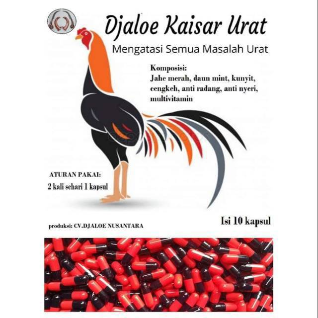 DJALOE KAISAR URAT OBAT TURUN URAT AYAM HERBAL BENGKAK LUMPUH TEDUN PINCANG Ampuh Mengatasi Semua Ma