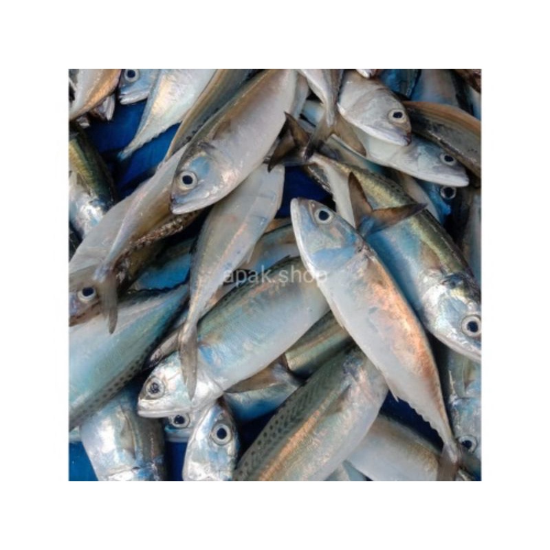 

Ikan Gembung Aso 1 kg