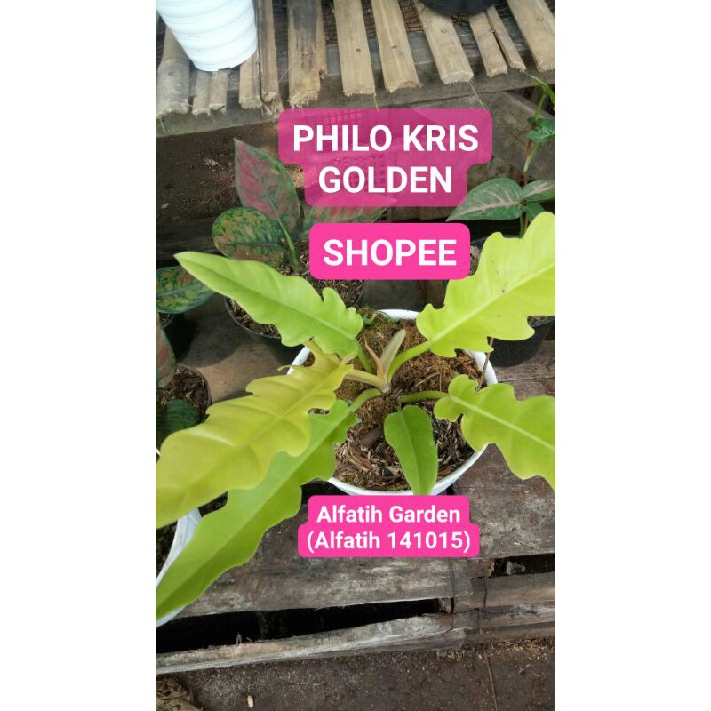 PROMO//Tanaman hias philodendron gergaji golden-Tanaman hias -Gergaji golden-Philo Kris golden-philo