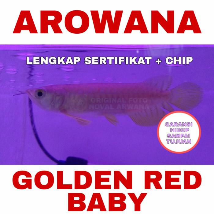 Ikan Arwana / Arowana Golden Red Anakan / Baby Rtg-Hb - Dki Jakarta