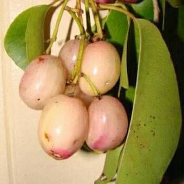 Tanaman buah juwet putih