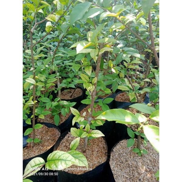 paket bahan bonsai anting putri 5 btang