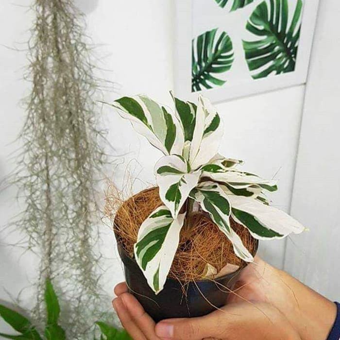 Bunga Kalatea Calathea Tisu Cantik Murah Berkualitas