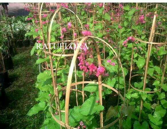 tanaman bunga mata air pengantin tanaman rambat mata air pengantin