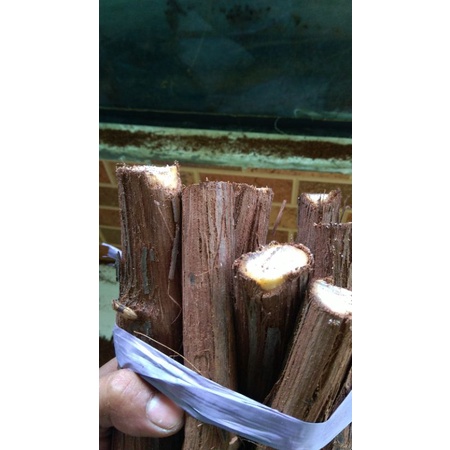 Cutting Anggur Bonggol Criolla Negra per batang