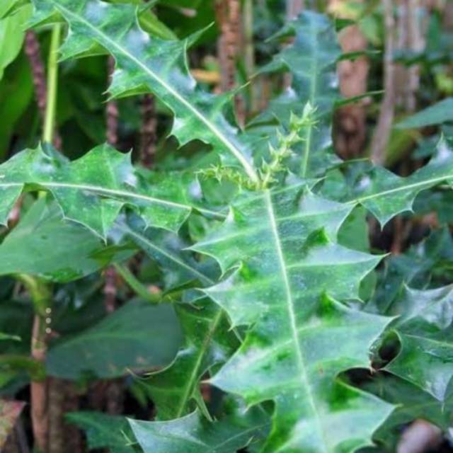 

Daun Daruju herbal / Acanthus ilicifolius