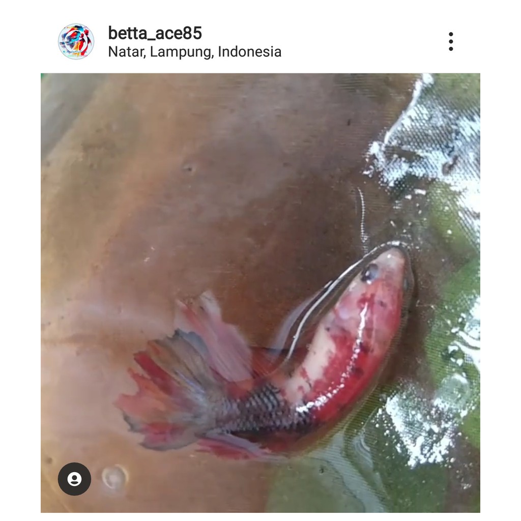 Ikan Cupang - Female Halfmoon (Nemo)