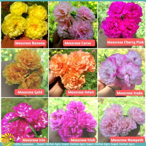 Paket Tanaman Hias Bunga Krokot Tumpuk Impor (Malaysia&Thailand) Ecer
