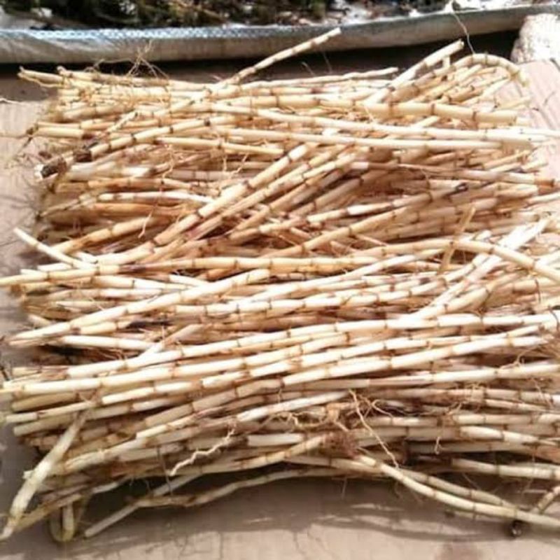 

(Tanpa pupuk kimia) akar alang alang segar 100 gr