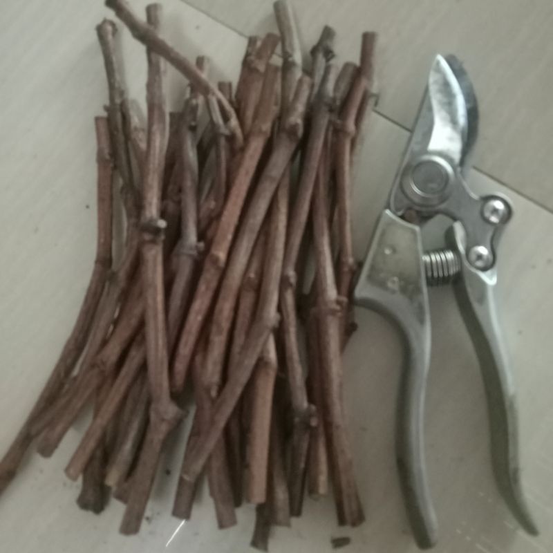 paket cutting Anggur import isi 5btg