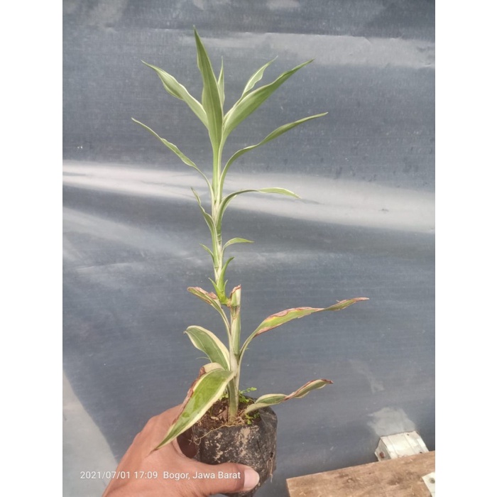 Tanaman Hias Bambu hoki Sri Rezeki Varigata Pohon Sri Rejeki variegata