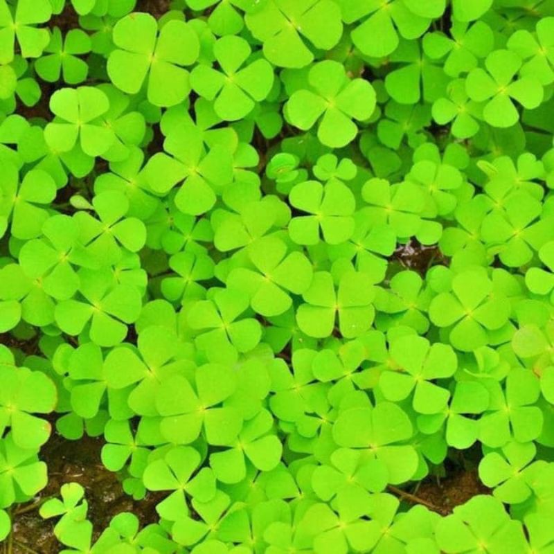 Jual Biji benih lucky leaf clover leaf grass carpet seed aquarium
