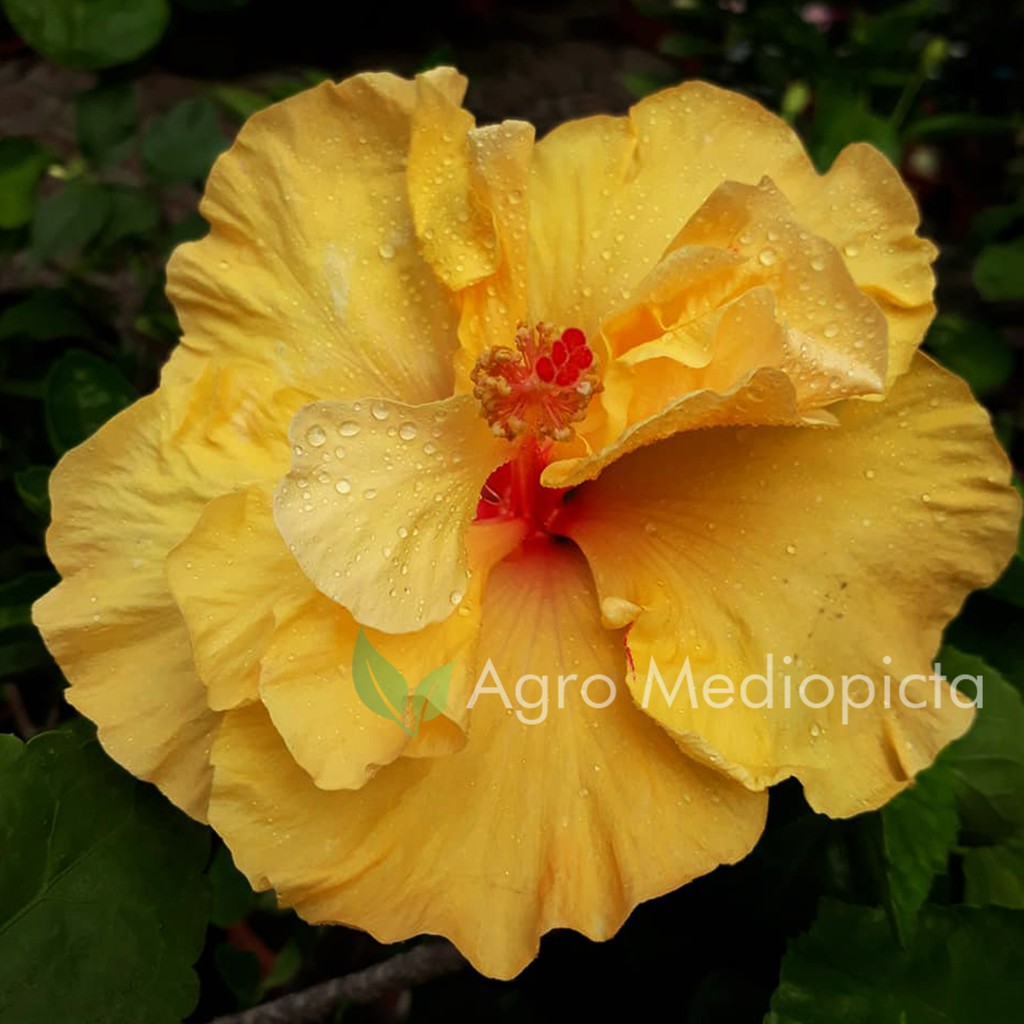 Bunga Hibiscus Kembang Sepatu Kuning Tumpuk Type A Tanaman Shopee Indonesia