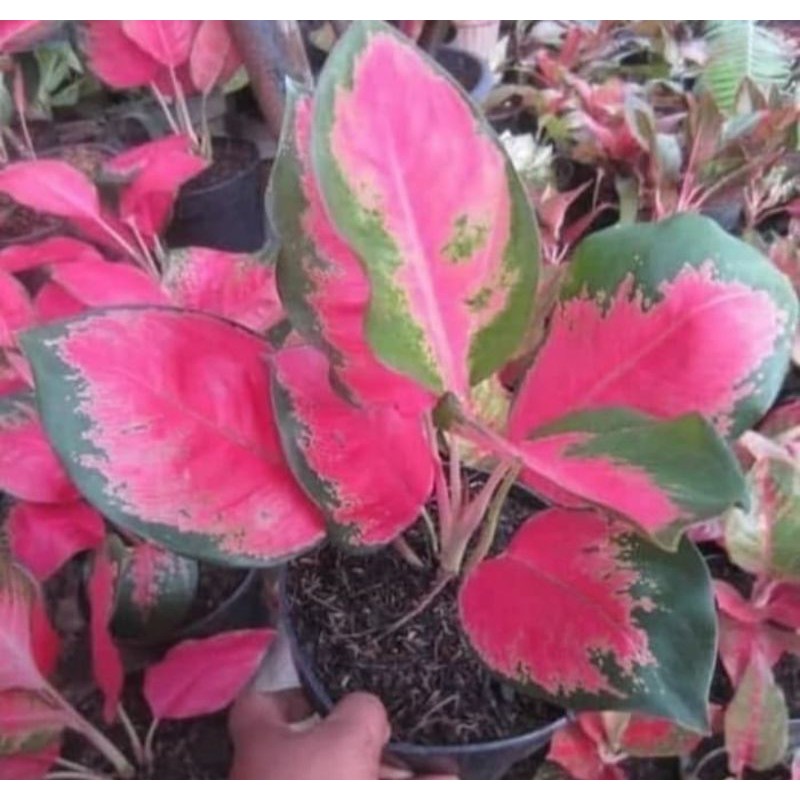 TANAMAN HIAS AGLONEMA RED KOCIN/BIBIT TANAMAN HIAS AGLONEMA RED KOCIN