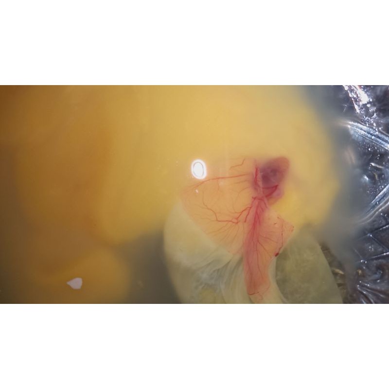 

embrio ayam