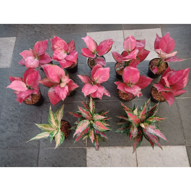 Paket Anglonema + vitamin