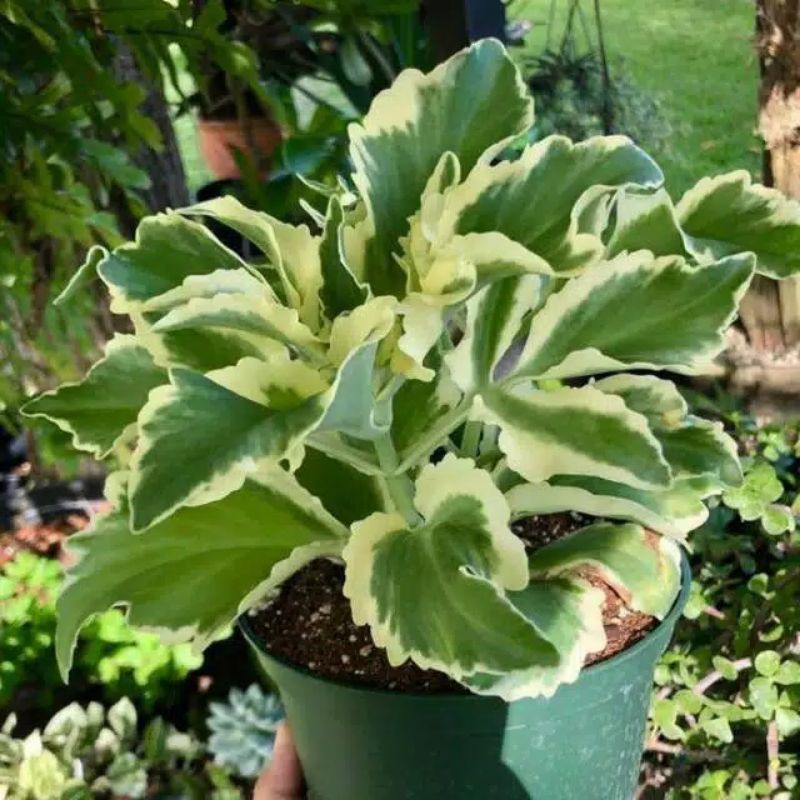 TANAMAN HIAS COCOR BEBEK VARIGATA