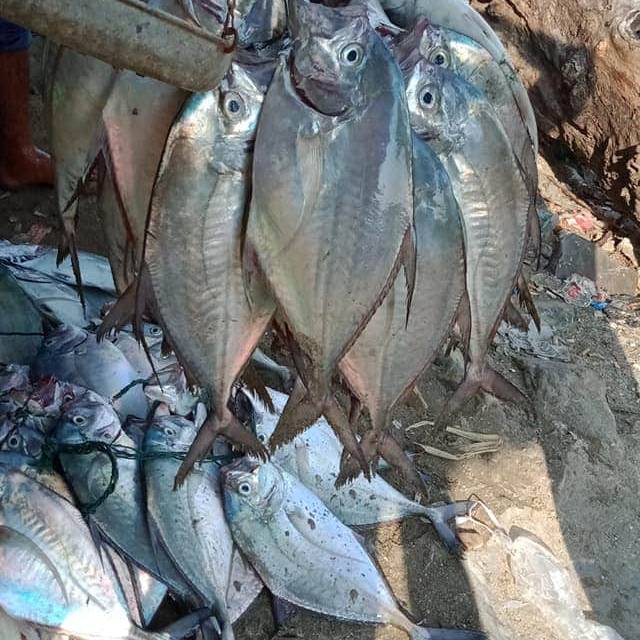 Macam Macam Ikan Laut Segar Shopee Indonesia