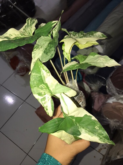 Singonium Varigata