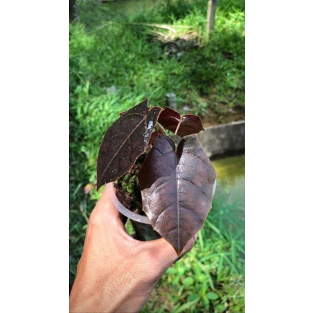 New Spesies Sirih hutan/ Piper Batman