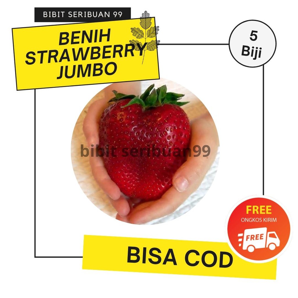 Benih Strawberry Giant Jumbo
