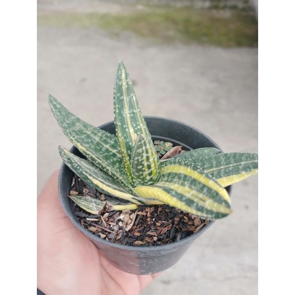 sekulen gasteria sp varigata