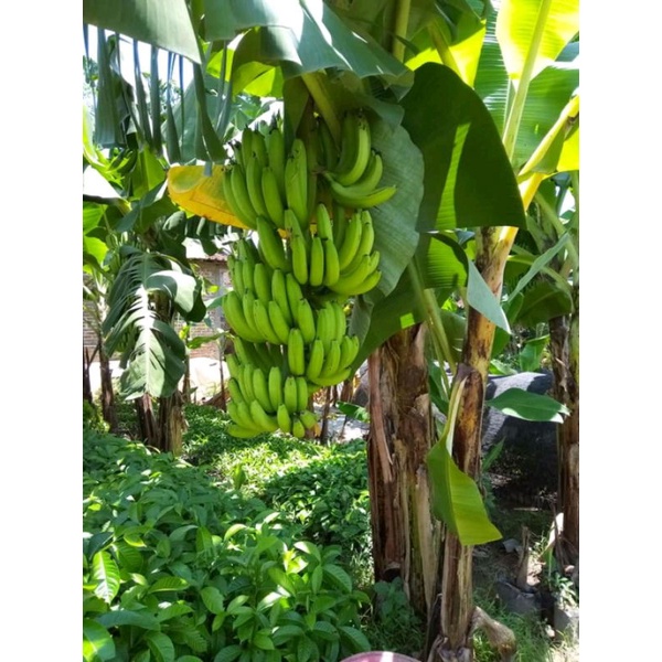 Bibit pisang ambon super unggul asli pendek buah