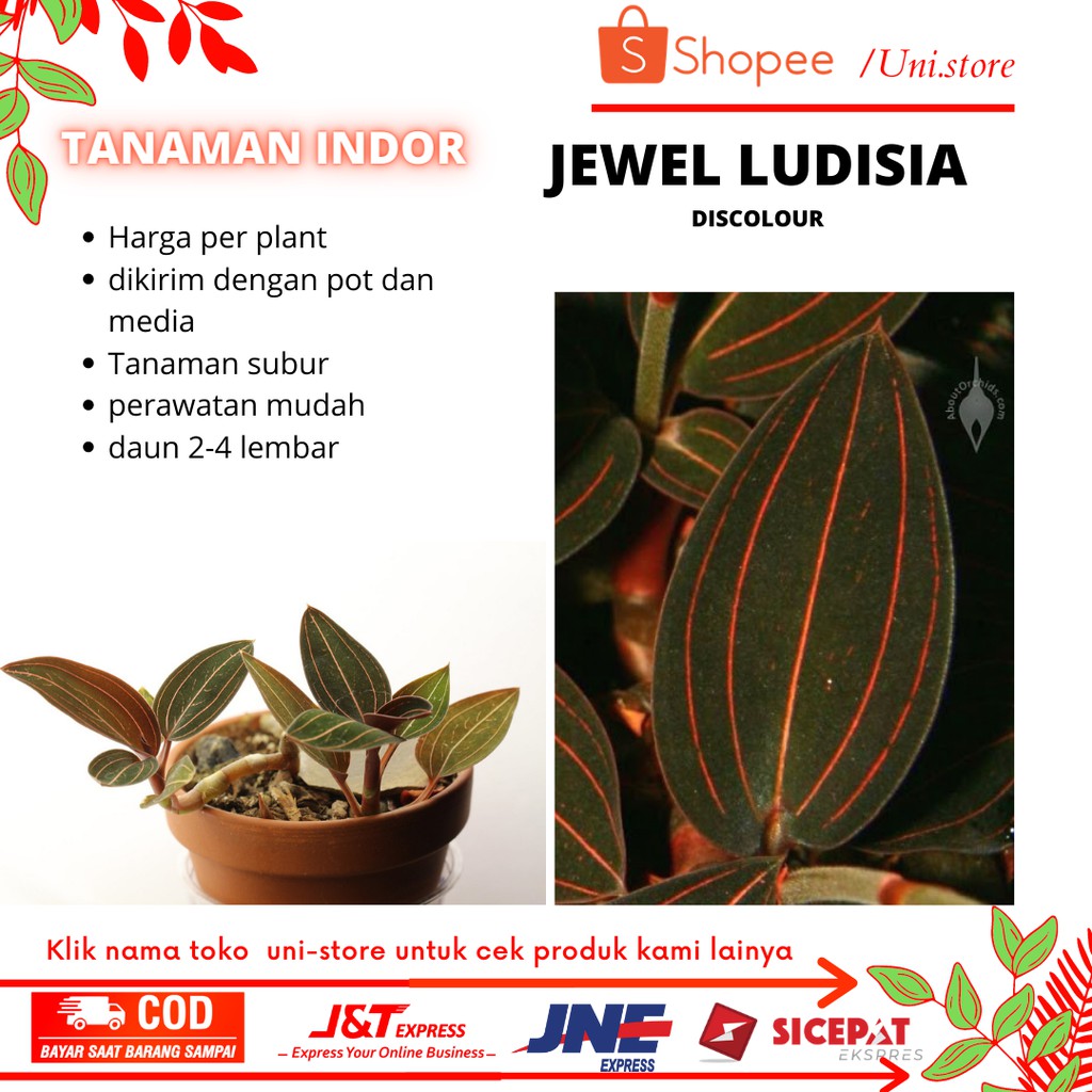 Jewel orchid - Ludisia discolour - kiaksara garis garis tiga - tanaman indor  - anggrek mutiara