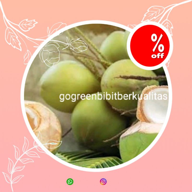 Bibit kelapa hibrida kelapa genjah hibrida