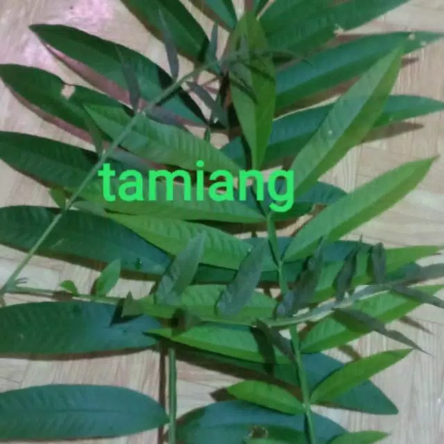 

daun sungkai fresh 250 gram