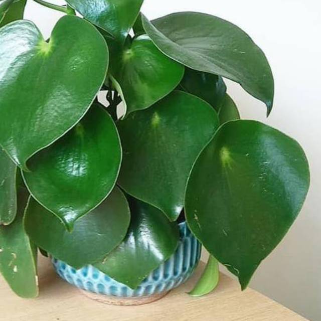 Peperomia jayde /peperomia raindrop /peperomia polybotrya