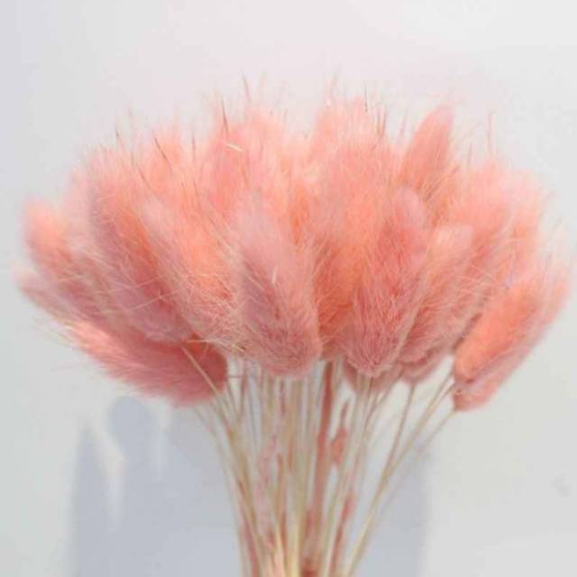 (5-10 pcs) Bunny Tail / Lagurus Dried Flowers