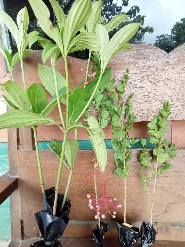 Murah Bibit Pohon Bidara Arab Unggul