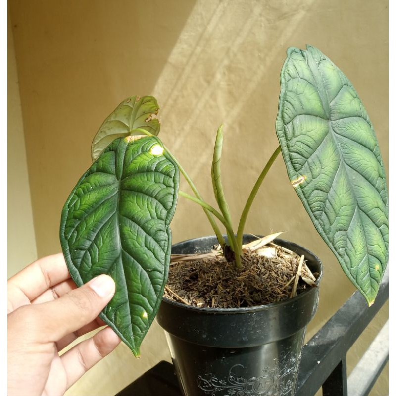 Alocasia dragon scale hijau