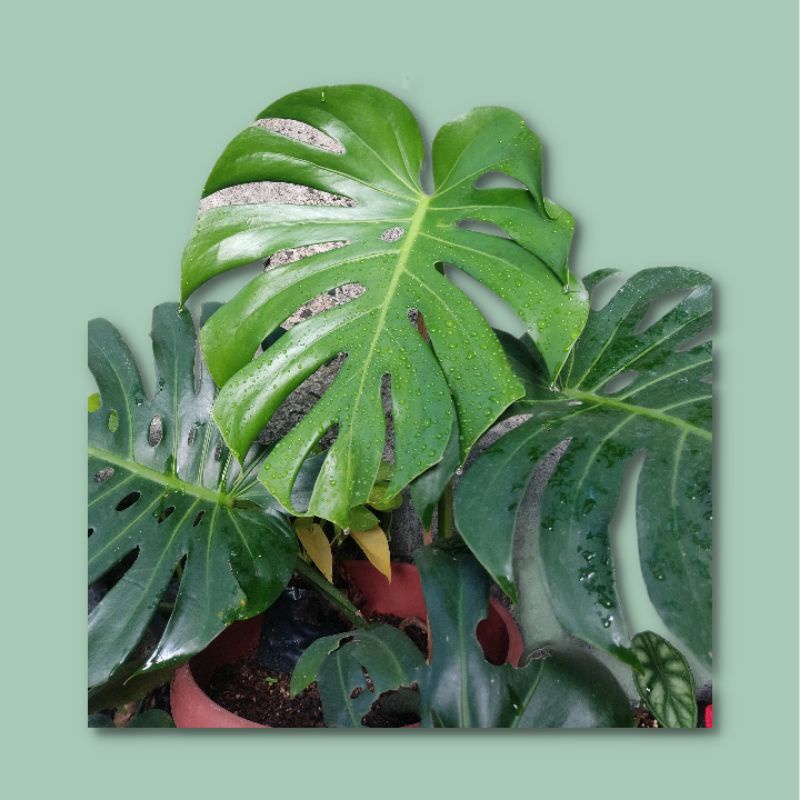 Monstera Deliciousa King - Monstera King