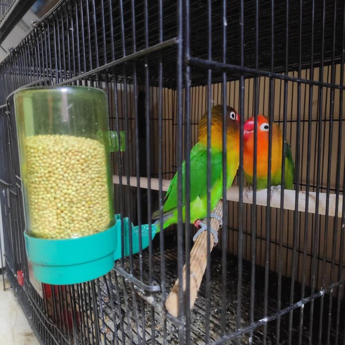 Tabung Lovebird Warna