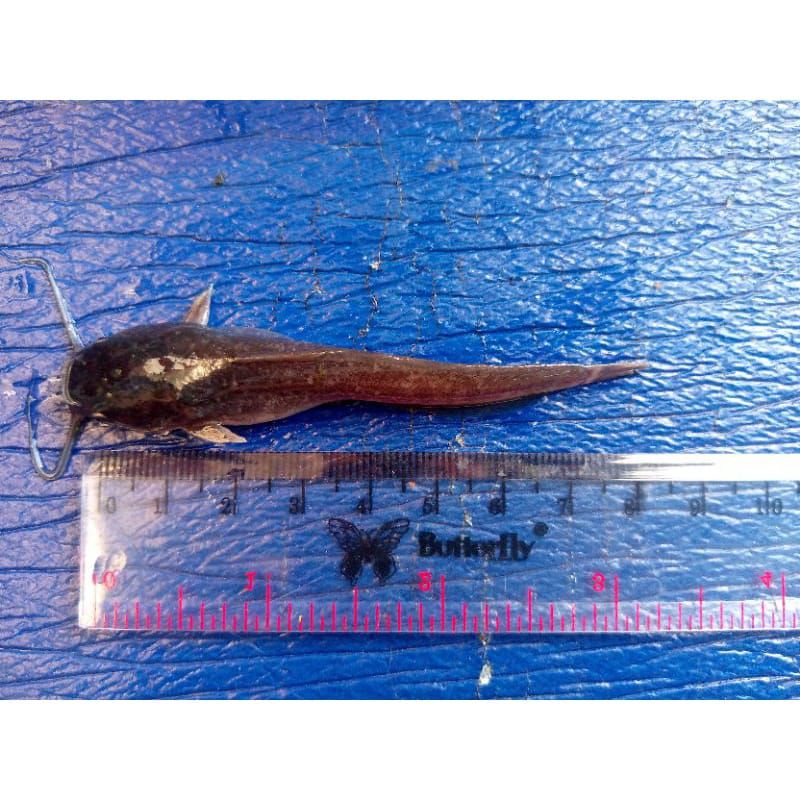 bibit lele 7-8 cm sangkuriang