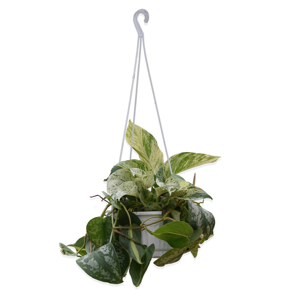 Paket Bunga Gantung - Paket Tanaman Gantung - Paket Vertical Plant - Epipremnum Marbel Queen Variega