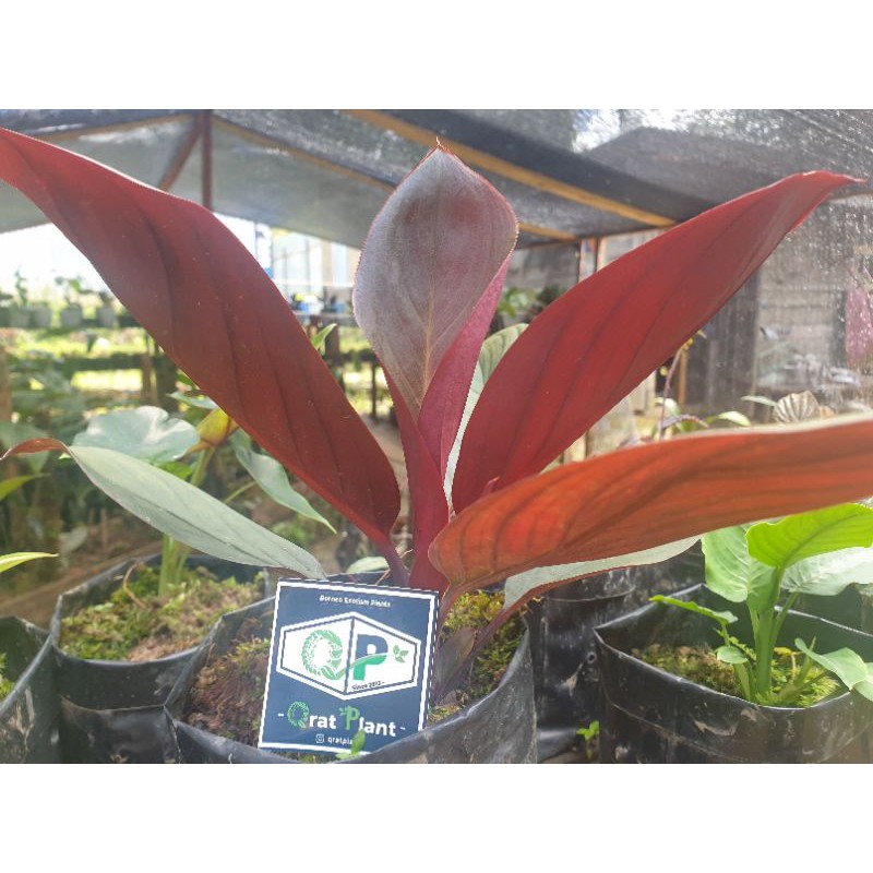Homalomena Sp Red sebilit
