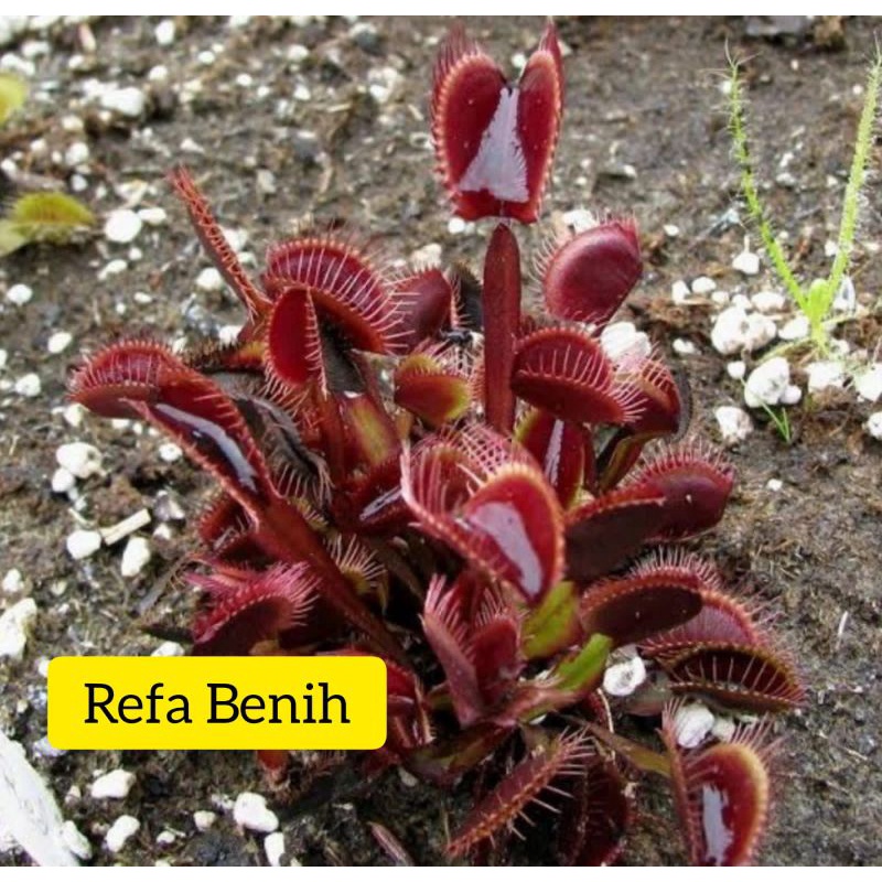 Jual Biji Benih Tanaman Venus Flytrap Akai Kayu Benih Karnifora Biji Pemakan Serangga