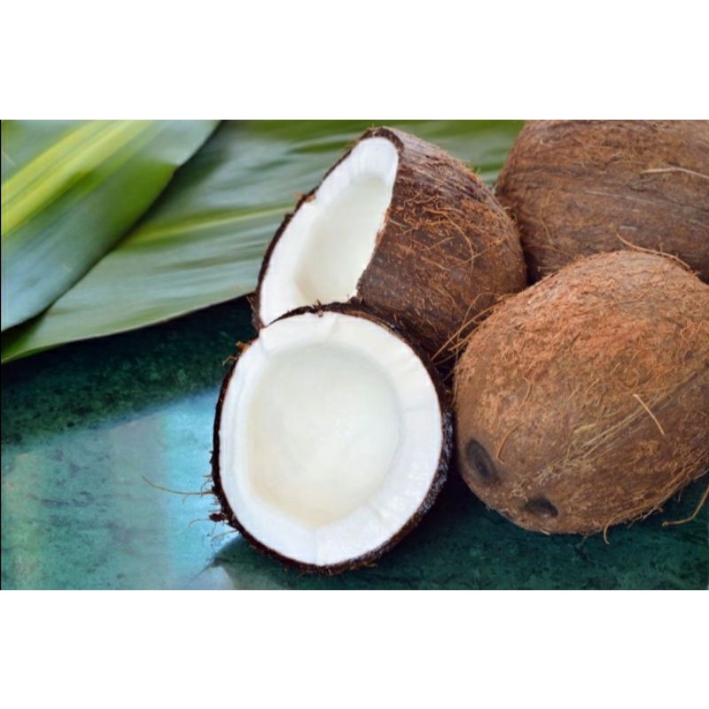 

kelapa