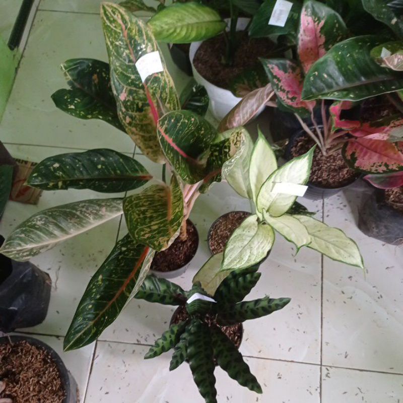 aglonema donacarmen,diven tisu dan calatea bulu ayam kk mu4uocvx18