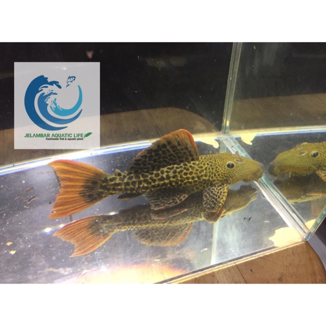 Ikan Pleco Leopard Cactus (L600)