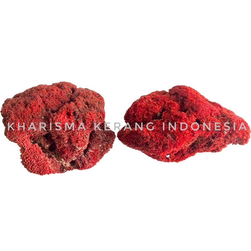 NATURAL RED CORAL CORAL LAUT BATU KORAL BATU KARANG AQUARIUM BATU KARANG AQUASCAPE BATU KARANG LAUT