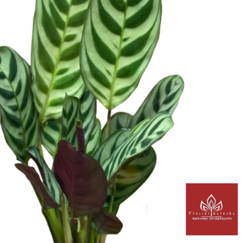 Jual Tanaman Calathea Burle Marx Calathea Maranta Sepat Shopee