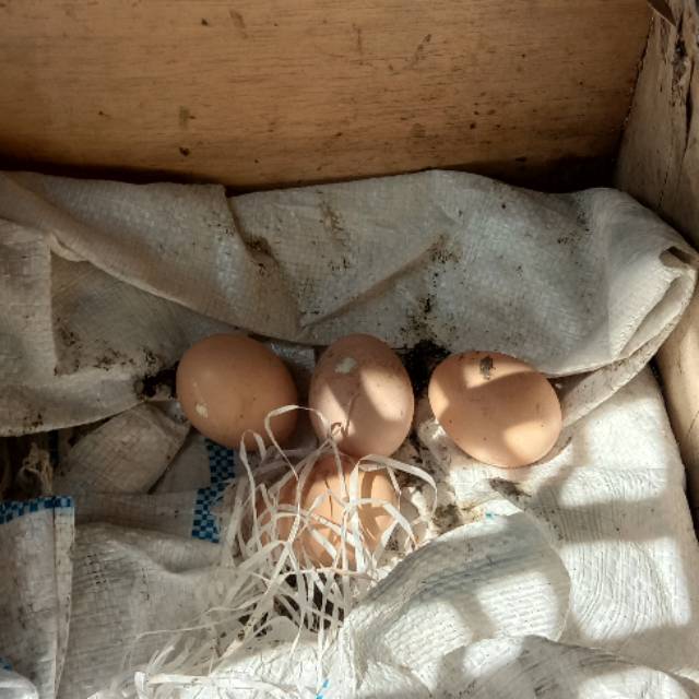 

Telur ayam brahma